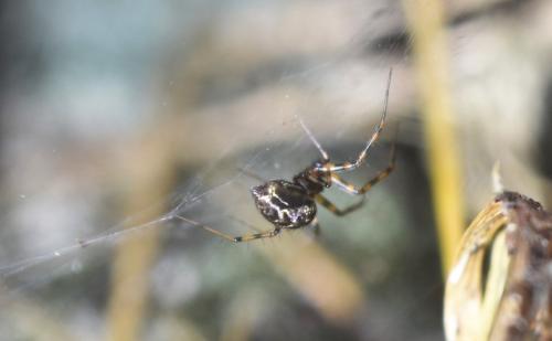 Réf. 349 035 : Lepthyphantes sp.